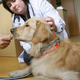Warmly accepted as a Christmas gift in 2008, this 2-year-old purebred golden retriever was one of the first dogs of the season to be put down.